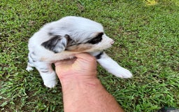 Australian Shepherd dogs for sale: Buster - Image 6