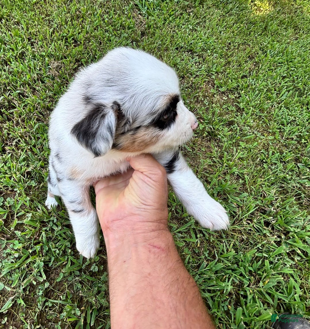 Australian Shepherd dogs for sale: Buster - Image 6