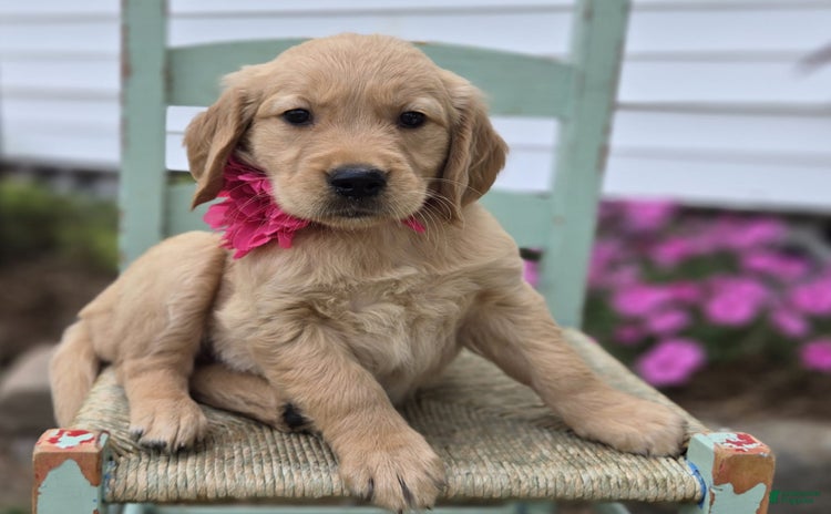 Golden Retriever dogs for sale - Ad 1