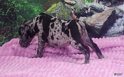 Catahoula Leopard Dog dogs for sale: Luna 2025 Female 1 - Image 10