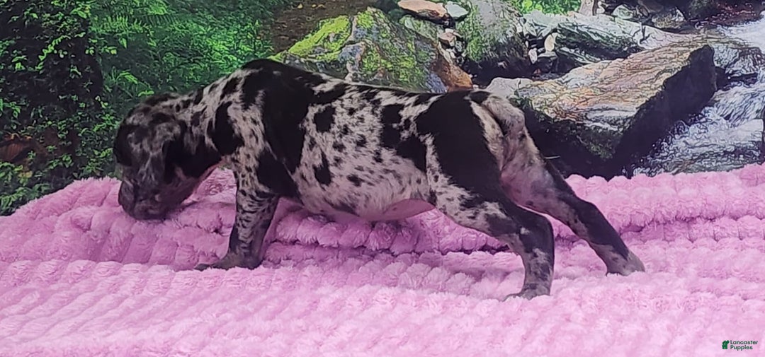 Catahoula Leopard Dog dogs for sale: Luna 2025 Female 1 - Image 10