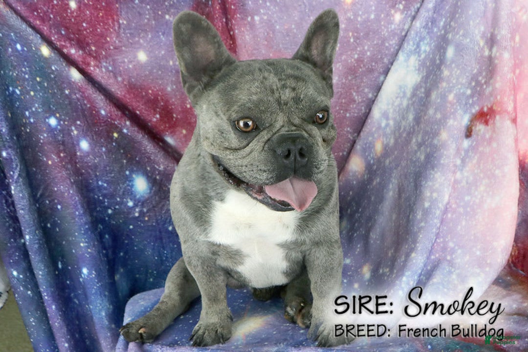 French Bulldog dogs for sale: Vincent - Image 6