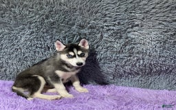 Siberian Husky dogs for sale: Laurie - Image 2