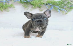 French Bulldog dogs for sale: Zander - Image 2
