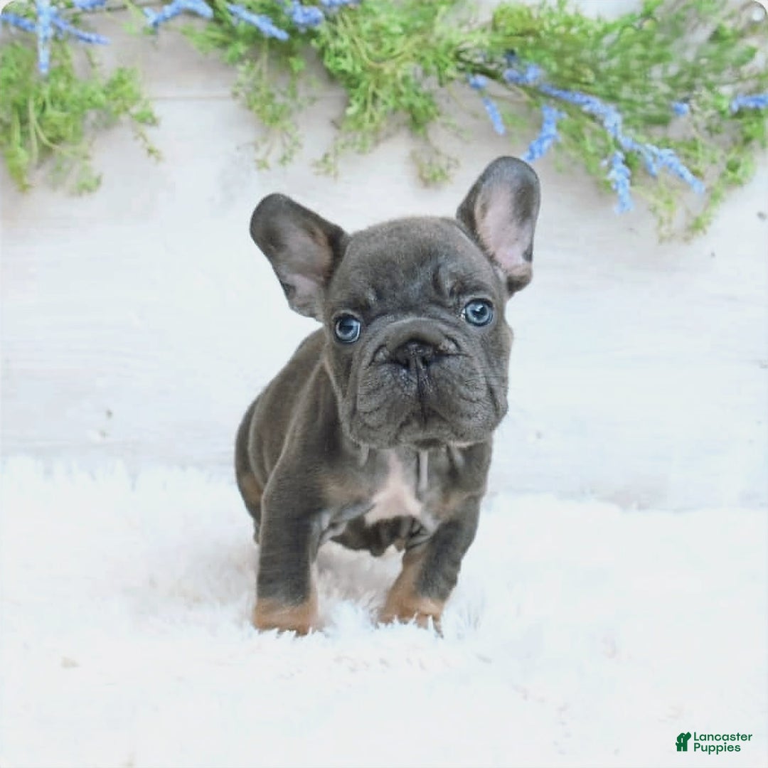 French Bulldog dogs for sale: Zander - Image 2