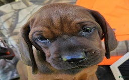 Redbone Coonhound dogs for sale: Boone - Image 1