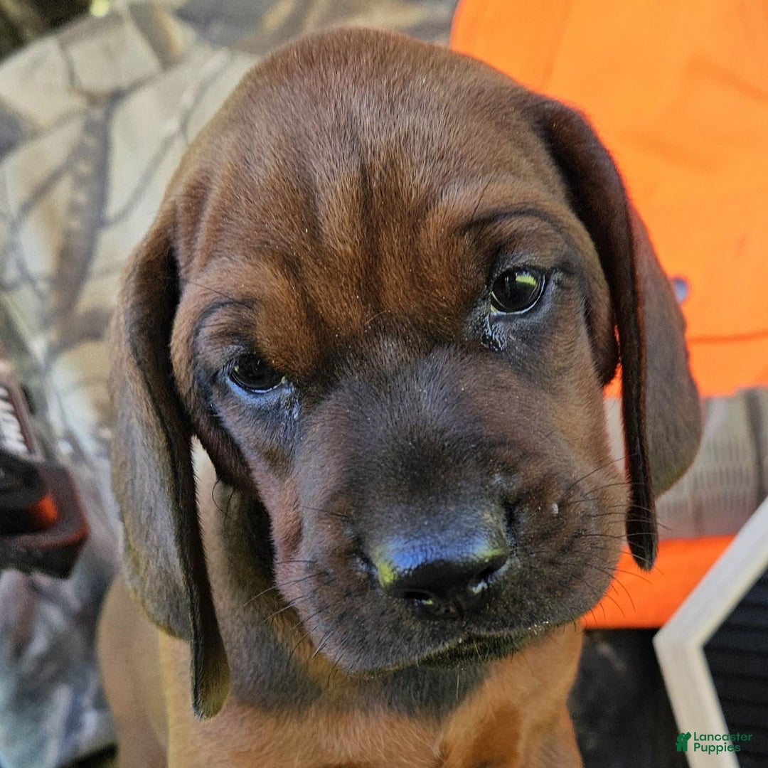 Redbone Coonhound dogs for sale: Boone - Image 1