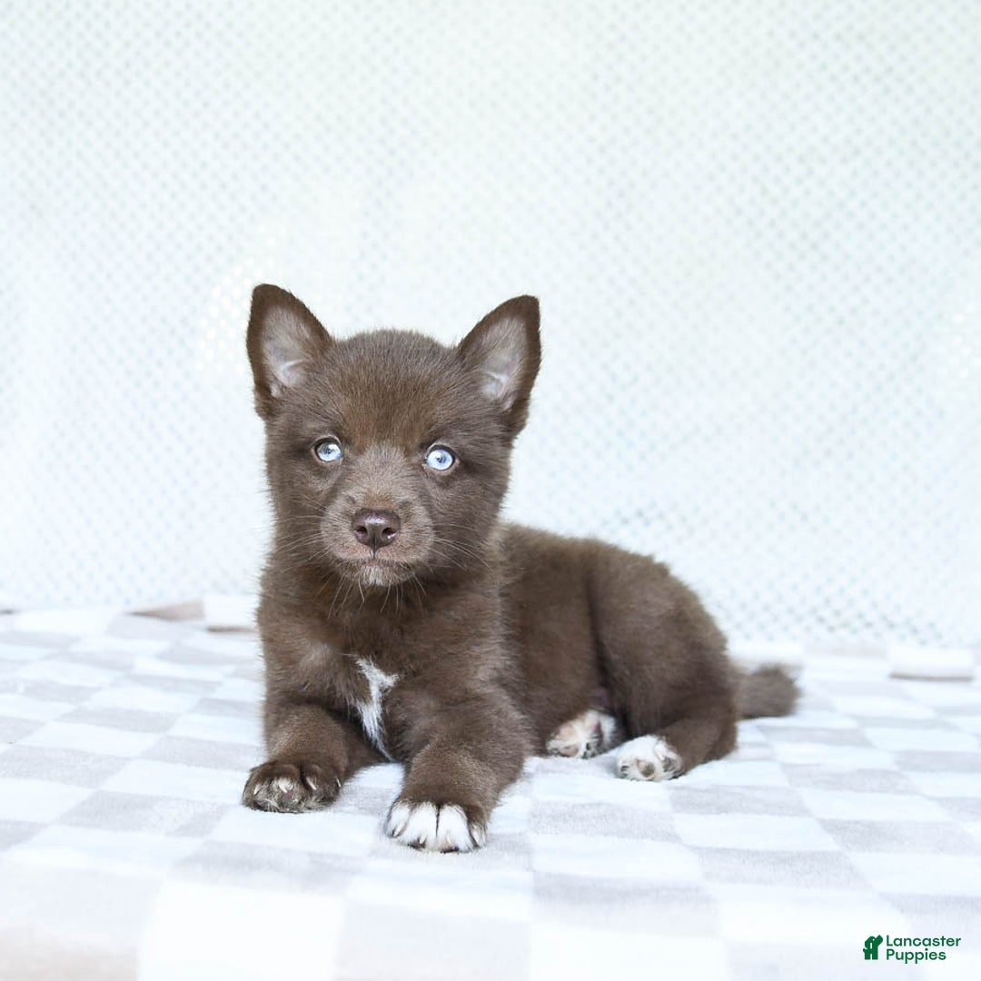 Pomsky dogs for sale: Buddy - Image 4