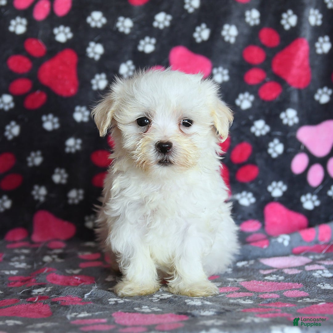 Maltese dogs for sale: Jasper - Image 14