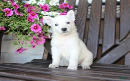 German Shepherd dogs for sale: Jill - Image 1