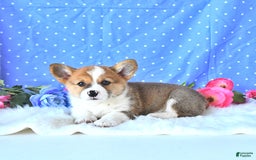 Welsh Corgi Pembroke dogs for sale: Patsy - Image 13
