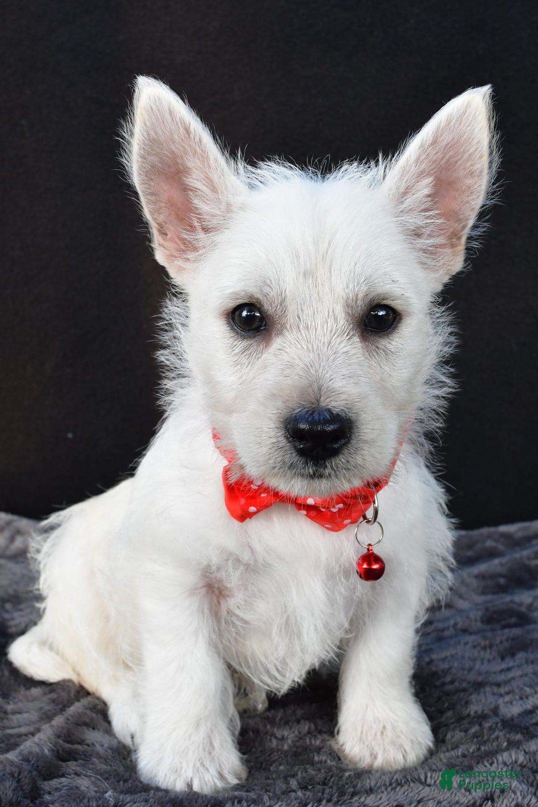 West Highland Terrier dogs for sale: Nemo - Image 2