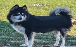 Pomsky dogs for sale: Blizzard - Image 9