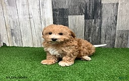 Maltipoo dogs for sale: Janice - Image 1