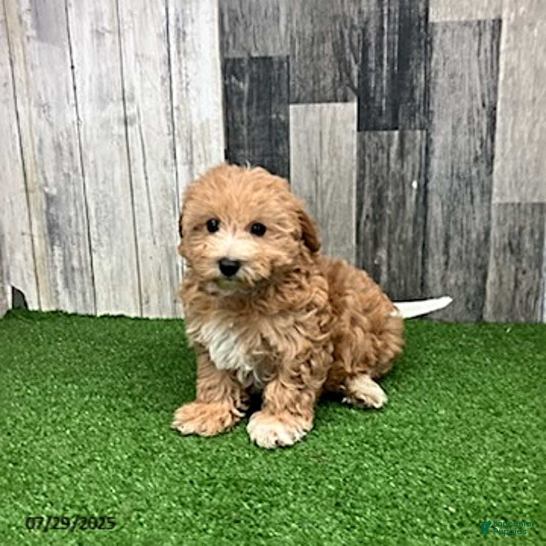 Maltipoo dogs for sale: Janice - Image 1