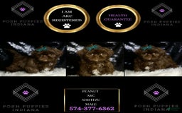 Shih Tzu dogs for sale: Peanut - Image 4