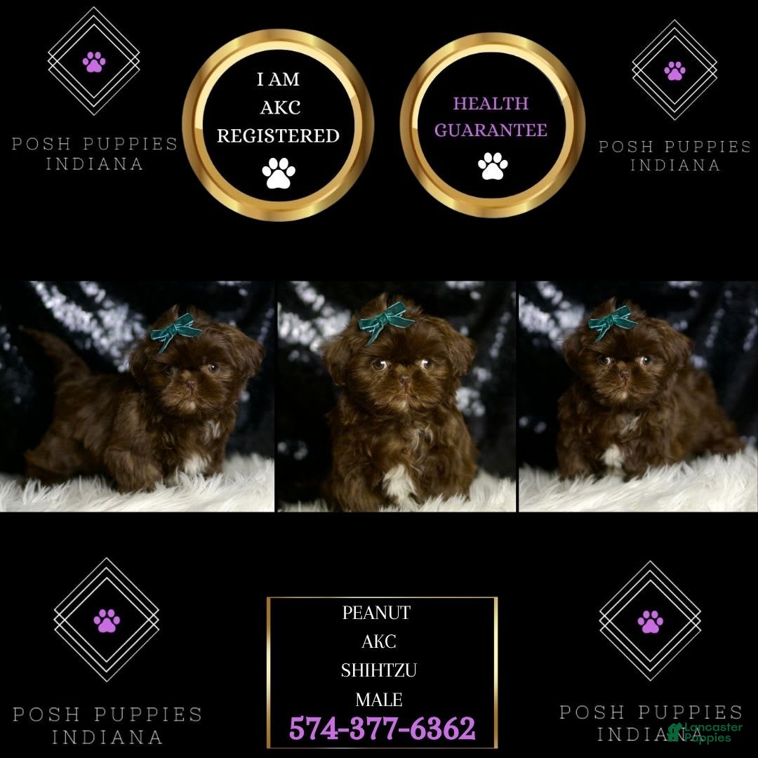 Shih Tzu dogs for sale: Peanut - Image 4