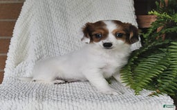 Havanese dogs for sale: Bessy - Image 7