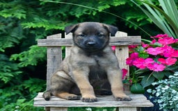 Belgian Malinois dogs for sale: Belgian Malinois 9 puppies - Image 12