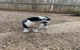 Australian Cattle Dog dogs for sale: Ash - Image 3