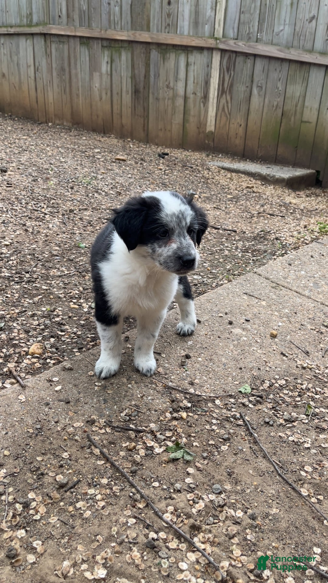 Australian Cattle Dog dogs for sale: Ash - Image 3