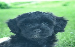 Cavapoo dogs for sale: Sophie - Image 3