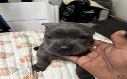 Cane Corso dogs for sale: Ms.Puff - Image 2