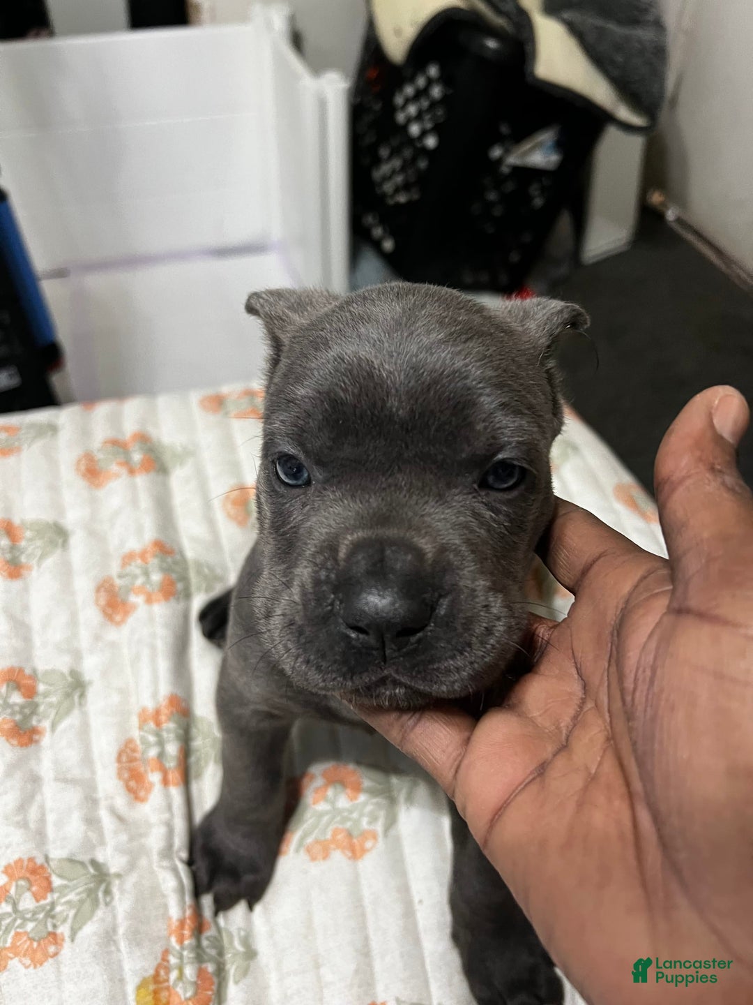 Cane Corso dogs for sale: Ms.Puff - Image 2