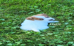 Jack Russell Terrier dogs for sale: Rex - Image 3