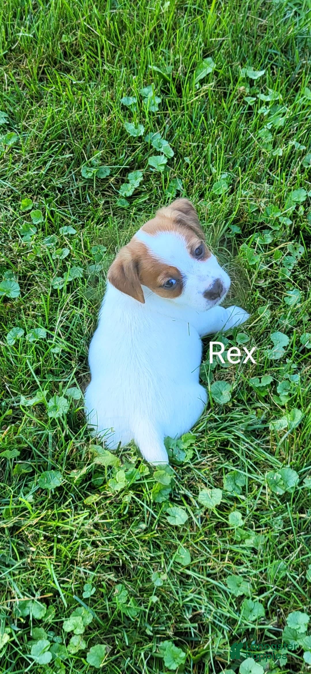 Jack Russell Terrier dogs for sale: Rex - Image 3