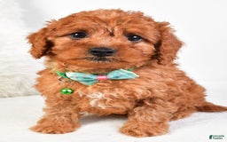 Cavapoo dogs for sale: Gabrielle - Image 1