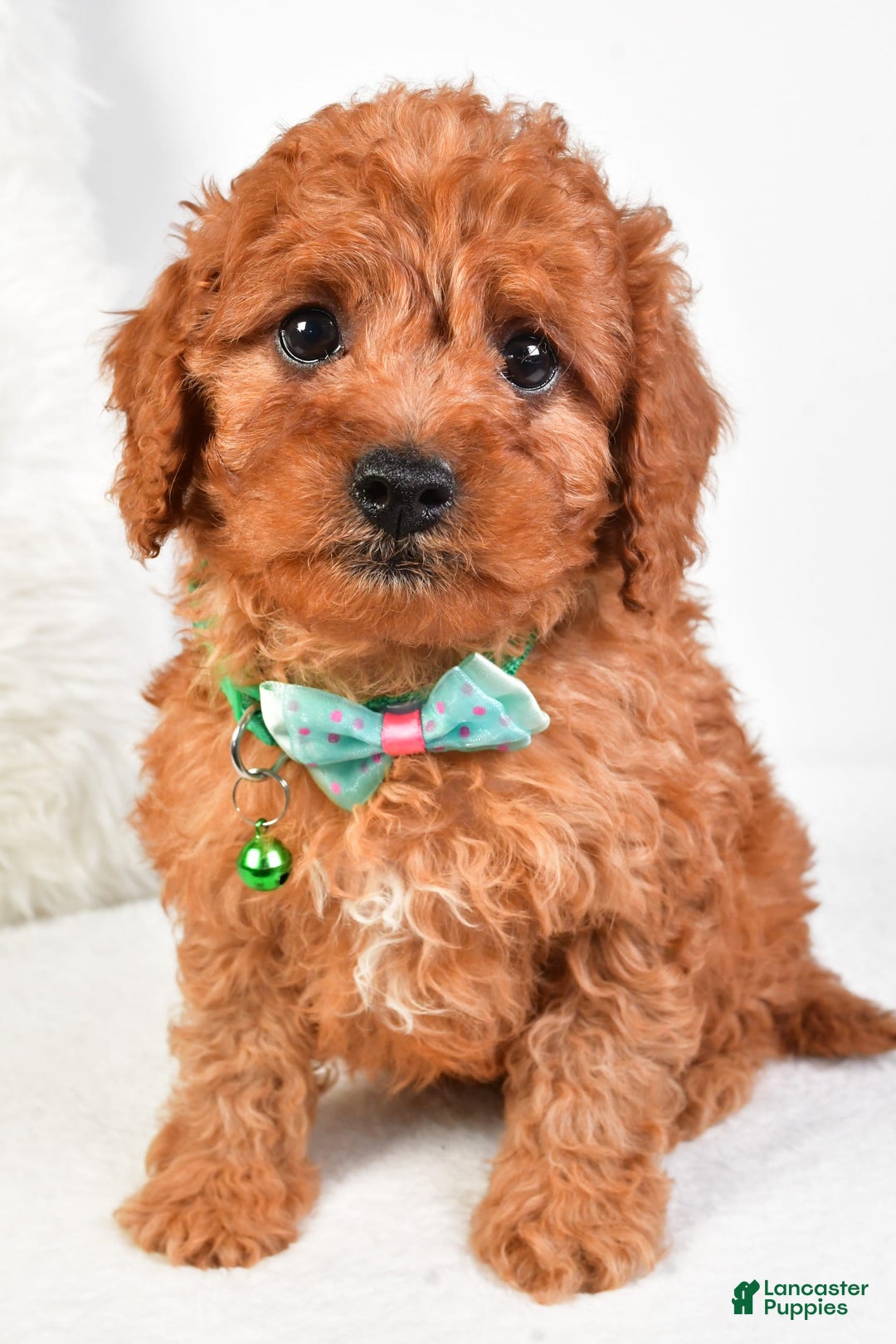 Cavapoo dogs for sale: Gabrielle - Image 1