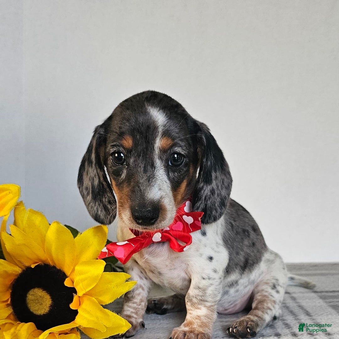 Dachshund dogs for sale: Miss Bailey - Image 19