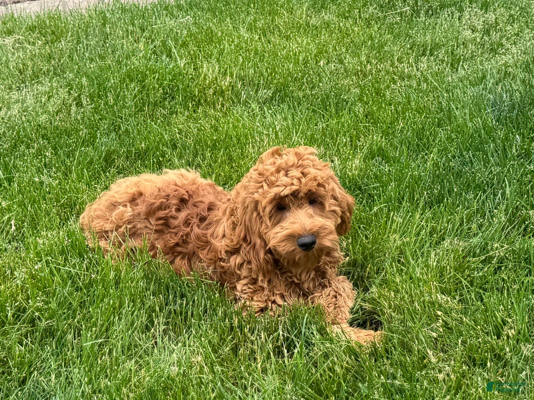 Cockapoo dogs for sale: Manny - Image 2