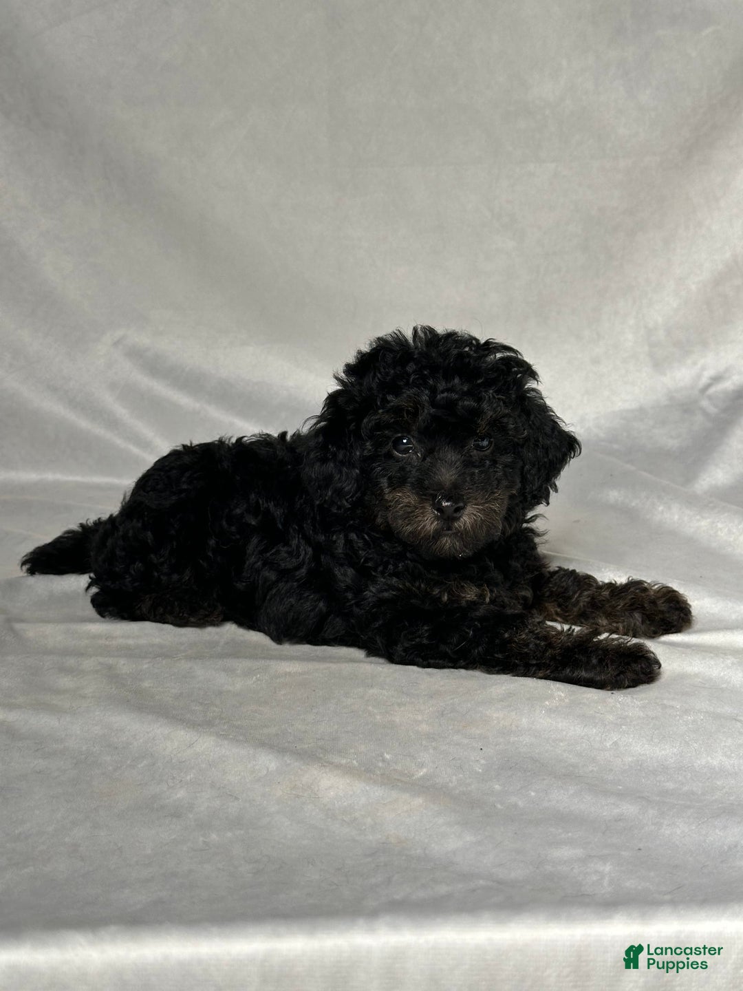 Miniature Poodle dogs for sale: Michael - Image 3