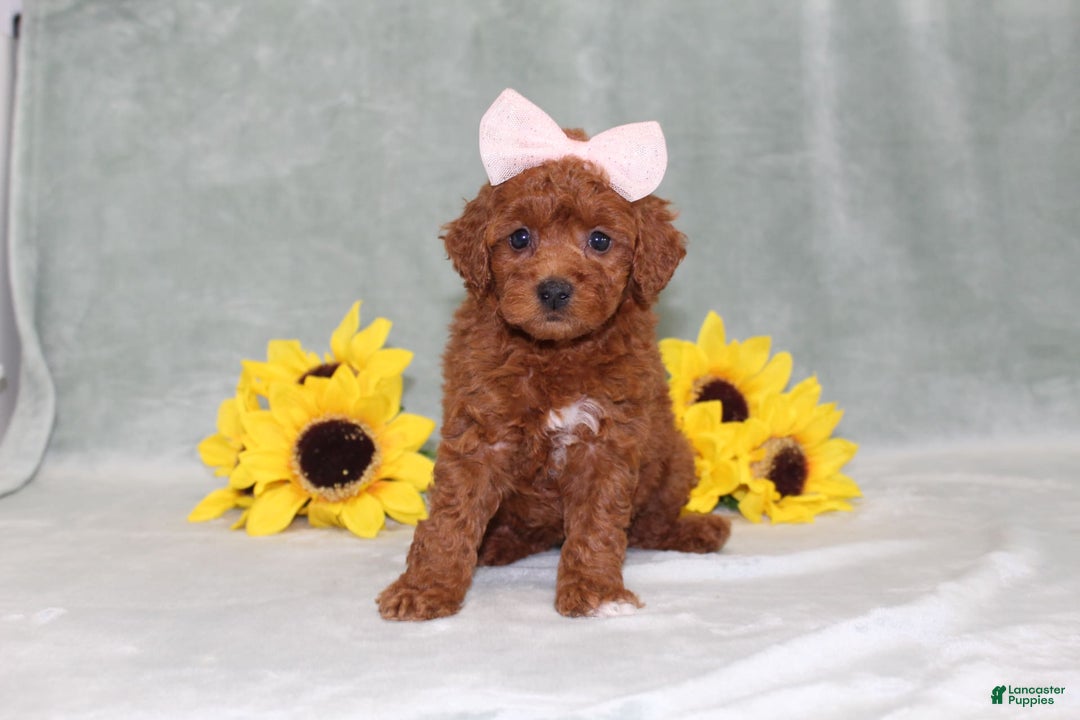 Miniature Poodle dogs for sale: Violet - Image 4
