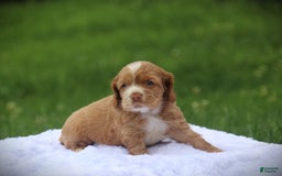 Cocker Spaniel dogs for sale: Everest - Image 1