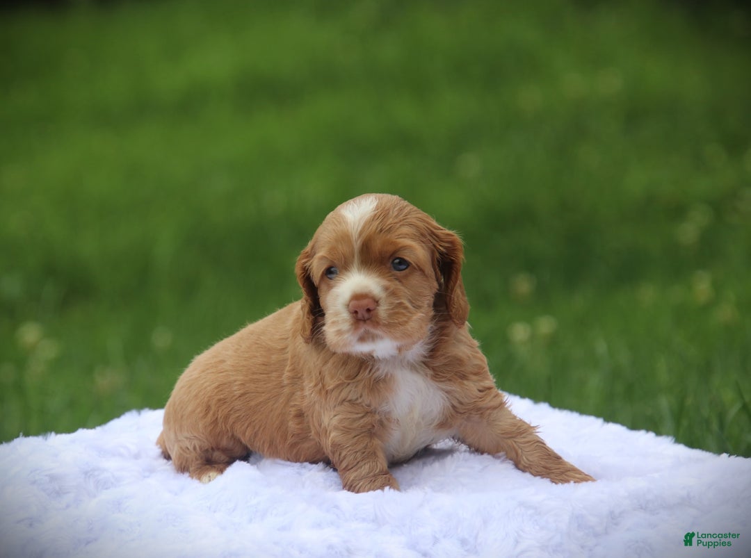 Cocker Spaniel dogs for sale: Everest - Image 1