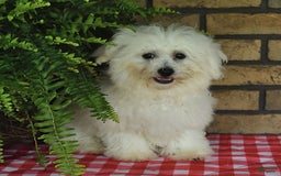 Havapoo dogs for sale: Thomas - Image 5