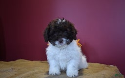 Cavapoo dogs for sale: Janie - Image 2