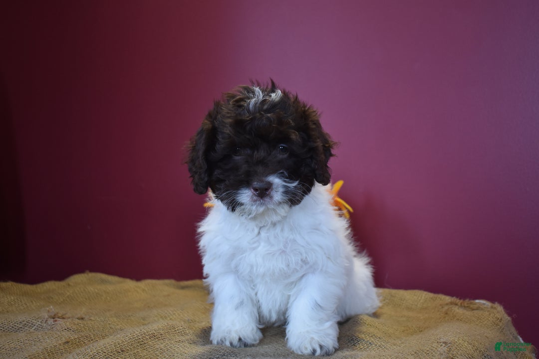 Cavapoo dogs for sale: Janie - Image 2