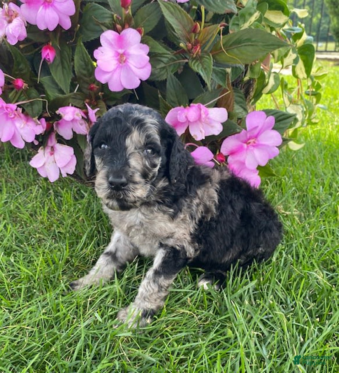 Standard Poodle dogs for sale: Rusty - Image 1