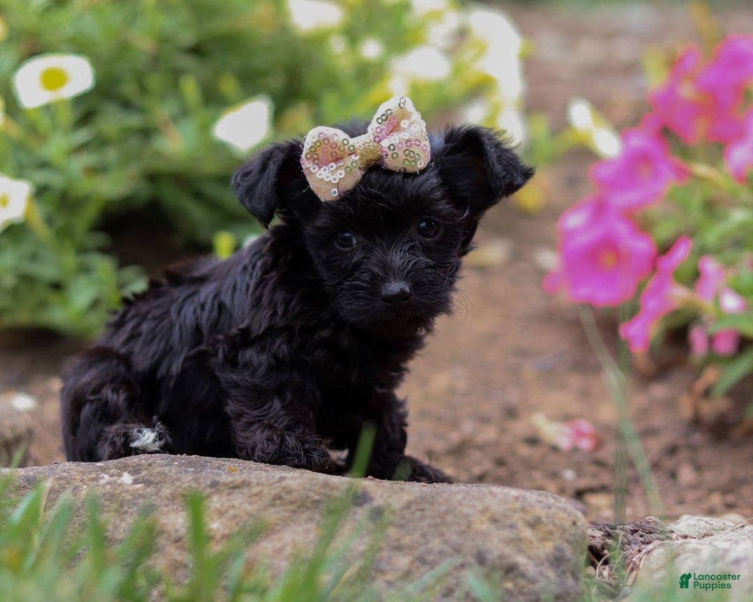 Yorkiepoo dogs for sale: Lola - Image 3