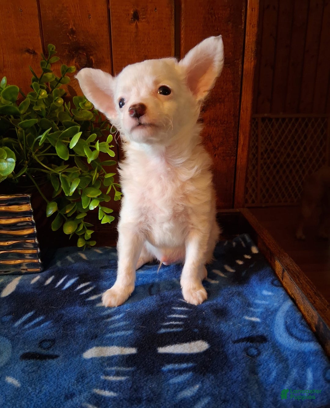 Chinese Crested dogs for sale: Teddy - Image 4