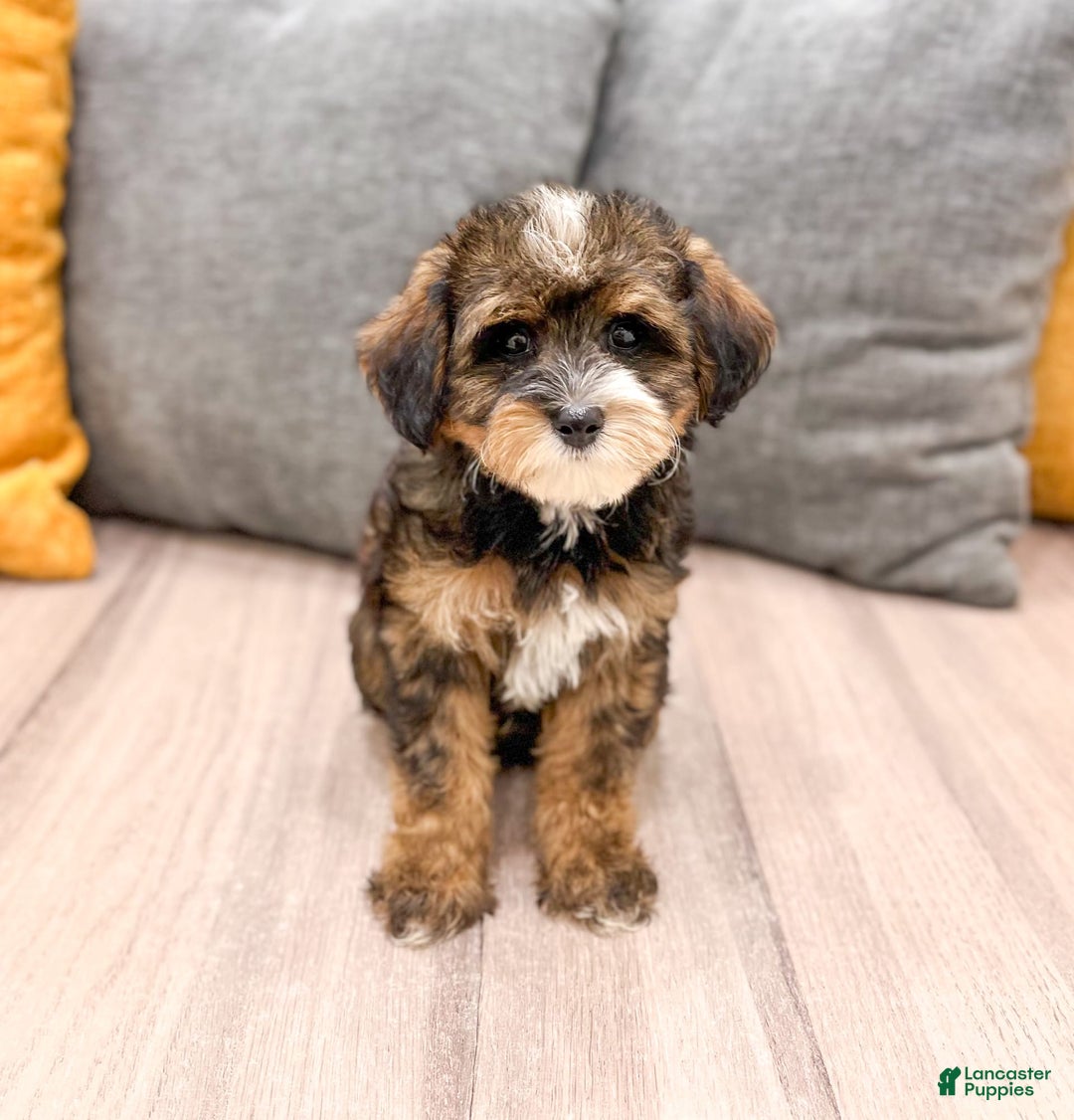 Yorkiepoo dogs for sale: Quinton - Image 5