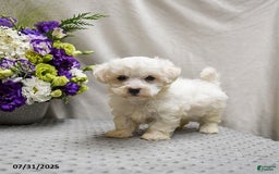 Teddy Bear dogs for sale: Twix - Image 4