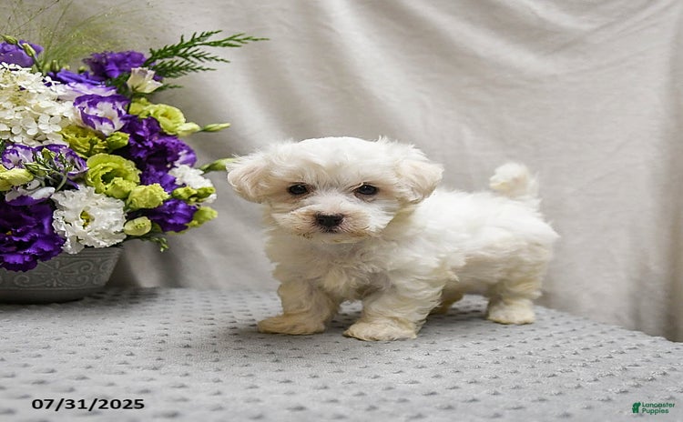 Teddy Bear dogs for sale - Ad 4