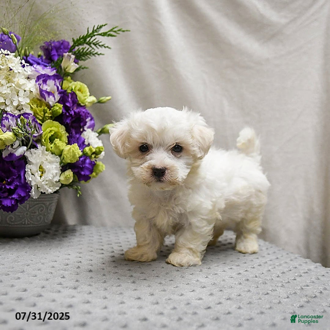 Teddy Bear dogs for sale: Twix - Image 4