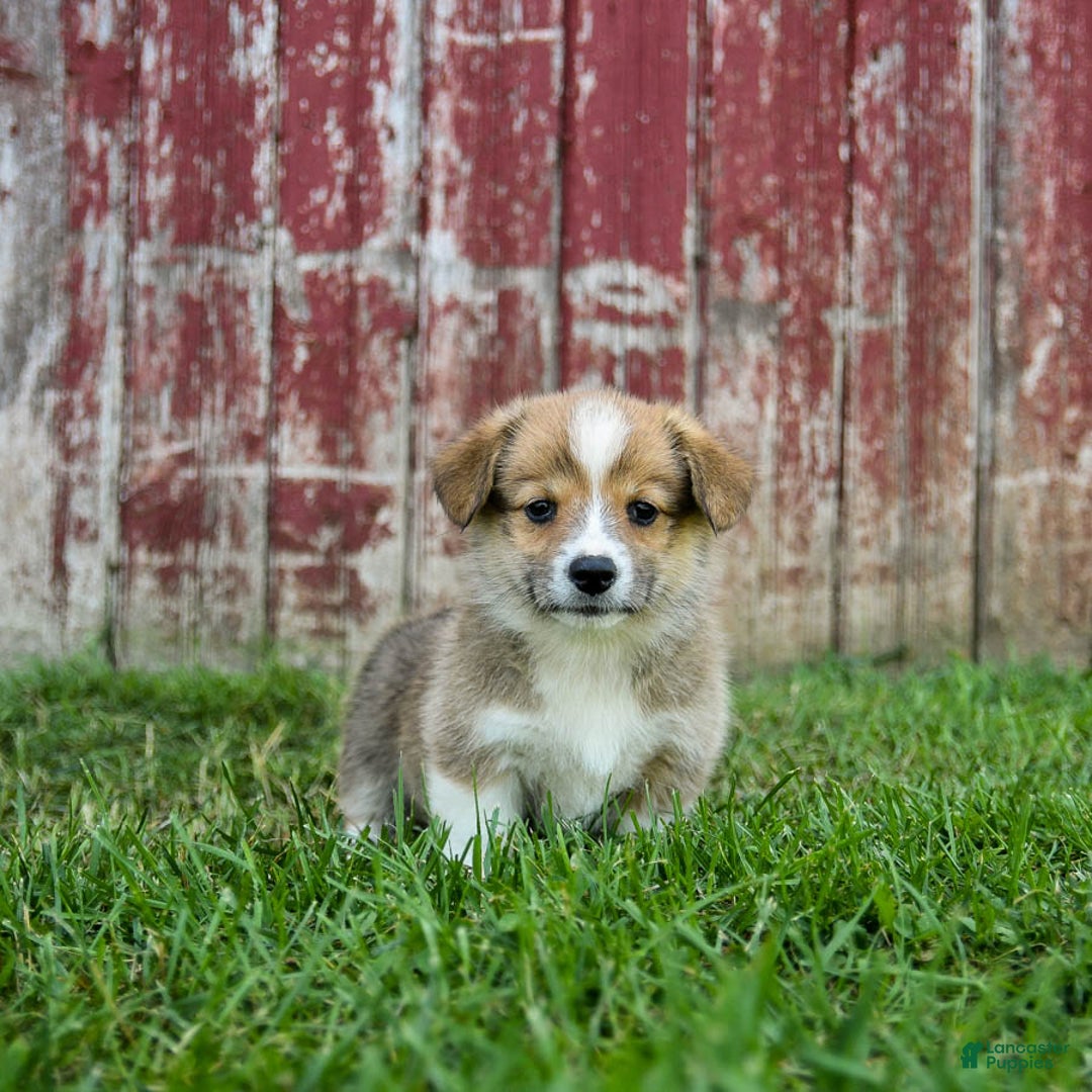 Welsh Corgi Pembroke dogs for sale: Buttercup - Image 3