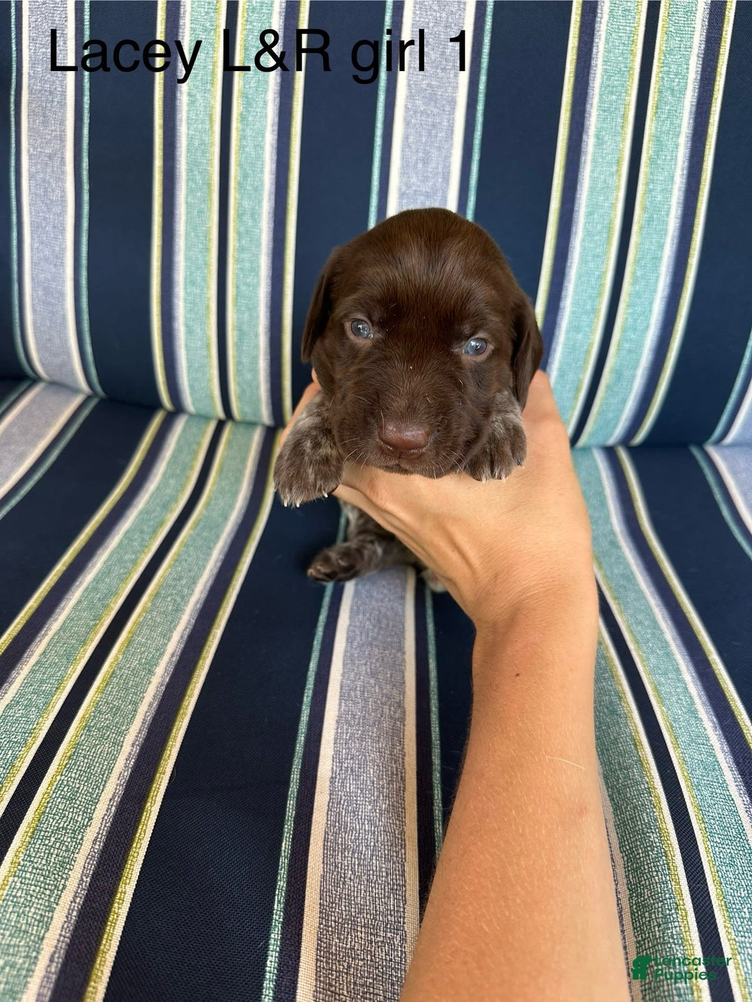 German Shorthaired Pointer dogs for sale: Lacey roan 1 - Image 1